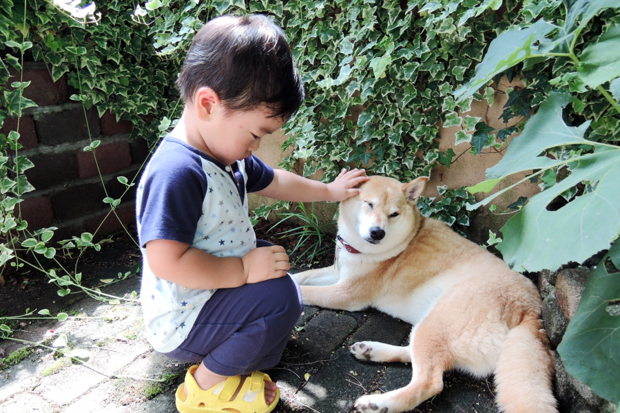 犬と男の子
