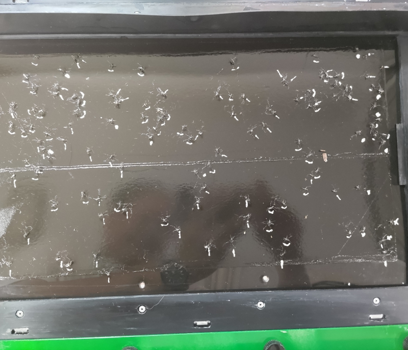 採取した蚊の画像